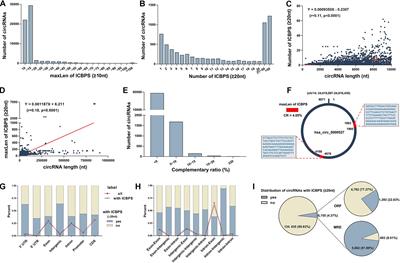 CircRNA May Not Be “Circular”